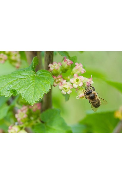 Аґрус Уайт Сміт в період цвітіння